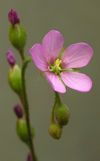 Uma grande confusão taxonômica Dielsiana-fleur