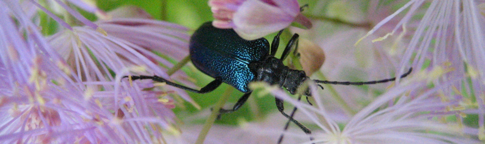 Le monde merveilleux des insectes Header