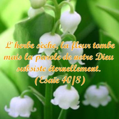 Une parole pour chaque jour....... puise dans la BIBLE - Page 11 Sy8e2b91