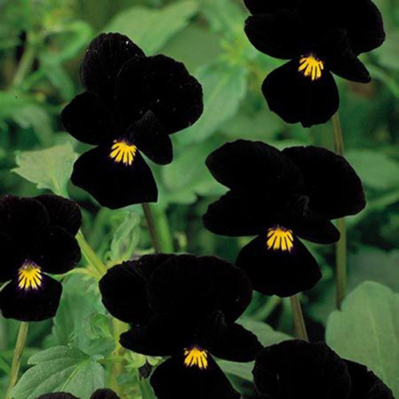 Ngắm những loài hoa chỉ một màu đen bóng độc lạ 5656_Viola_Midnight_KHUI