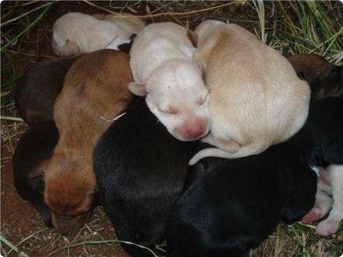 Cachorros muy pequeñines en medio del campo. VLC A_1251272578574