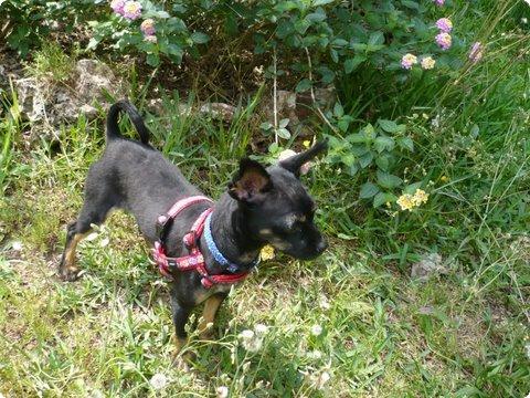 Maruchi perrita mini de 6 meses en adopción. Vlc. LPV A_1621276166816