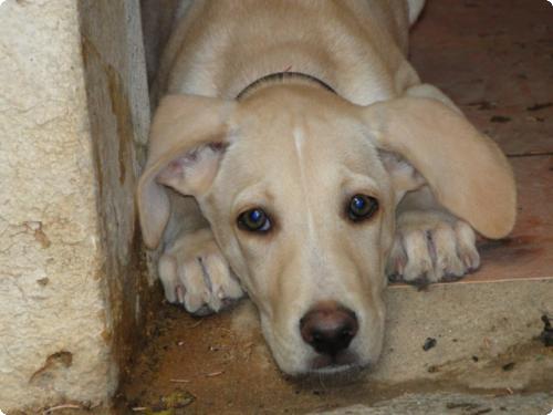 Gimi cachorrito X de labrador precioso y muy bueno. LPV A_2241283867615