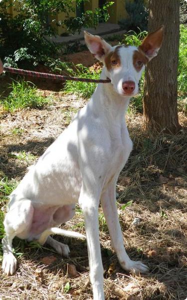 La Perrita Valiente necesita casas de acogida. A_2281283978999