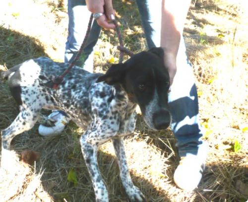 Marina,pointer de 1 añito,en la perrera.(Valencia).LPV A_2711288443739