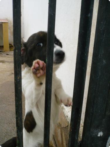 Tochito;perrito pequeño,menor de un año en perrera.(Valencia).LPV: A_2941291568841