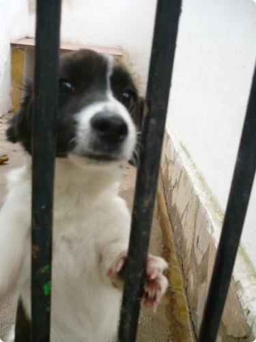 Tochito;perrito pequeño,menor de un año en perrera.(Valencia).LPV: A_2941291568848