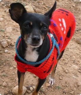 Mafalda perrita mini olvidada como un paraguas. LPV. A_2971291663126