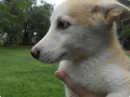 Tinky-Winky,cachorro cruce de husky,de 2 mesecitos en perrera.(Valencia).LPV A_3751303661710