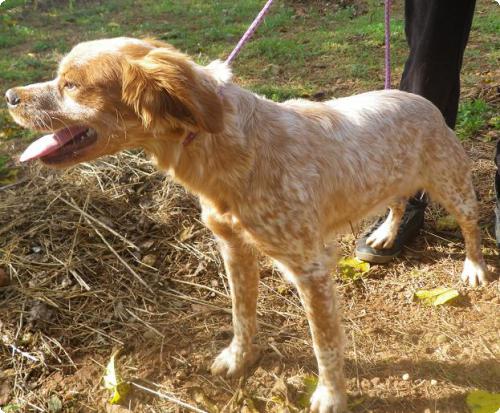 Caqui,bretón de año y medio,en perrera.(Valencia)LPV A_4711321125977