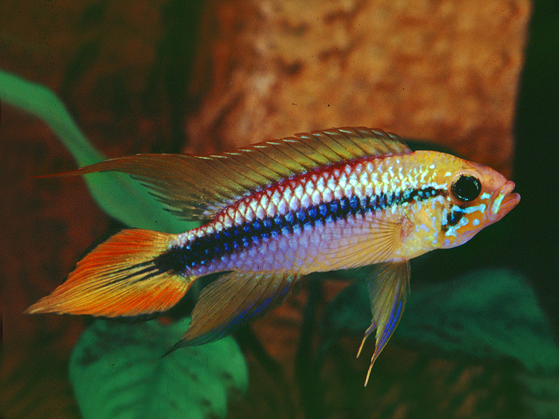 Apistogramma Agassizi  Apistogramma_agassizi_01b