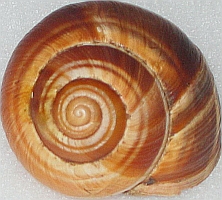 [Jeu] Association d'images - Page 3 Coquillage_escargot_bourgogne