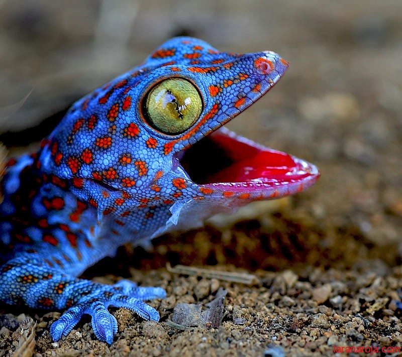 Animales, todas las especies - Página 12 Gecko-amigo-de-ala-rana-roja