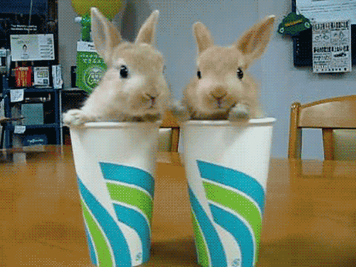 Imagenes con movimiento Gif-conejos-dentro-de-un-vaso