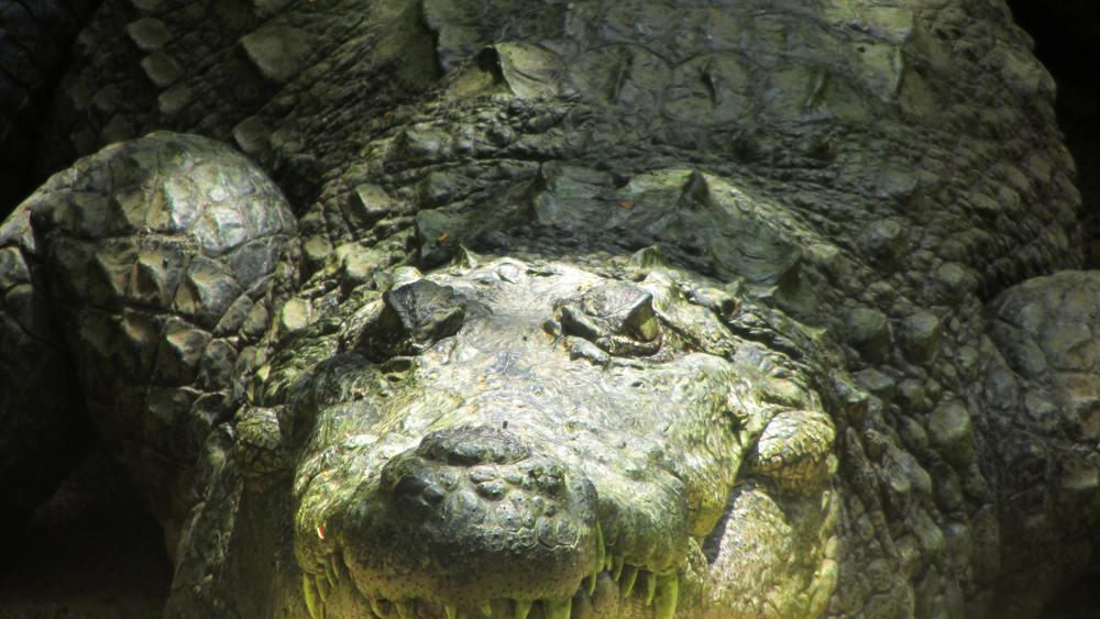 Crocodile des marais [Crocodylus palustris] IMG_6001