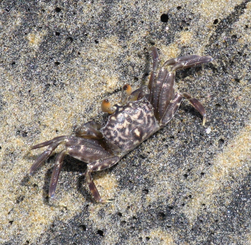 Crabe d'Inde du sud 3 : non identifié Crab_7647