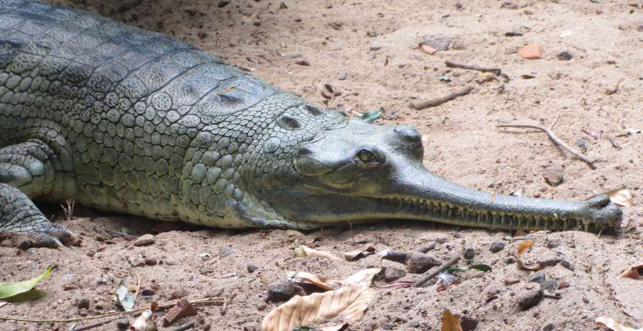 Gavial du Gange Croc_5391