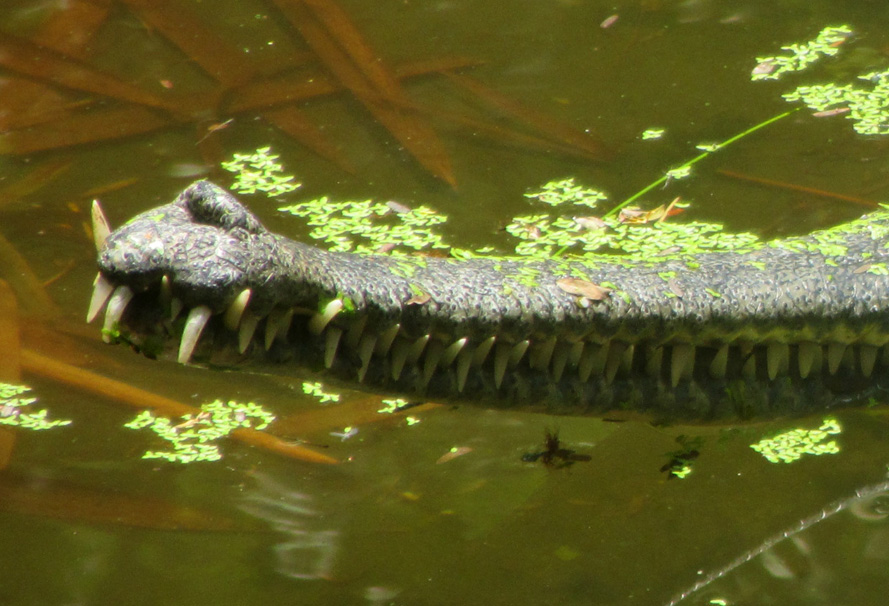 Gavial du Gange Croclongjaw_5410