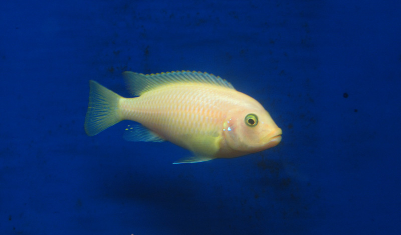 Poisson jaune Fish_5574