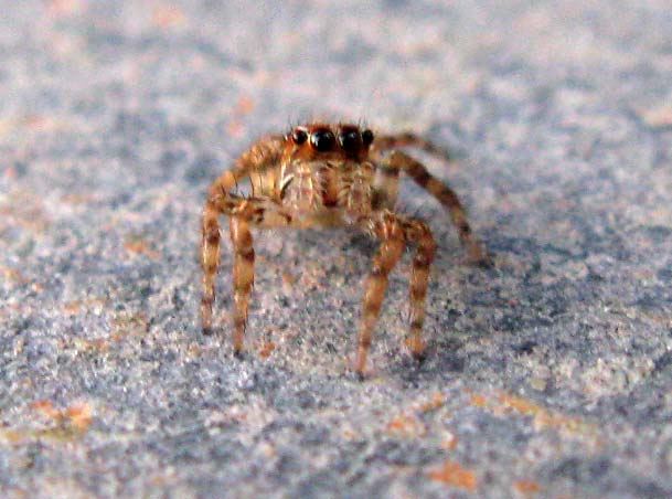 Araignée d'Inde du Sud 2 , Araignées sauteuses Spider4eyes011