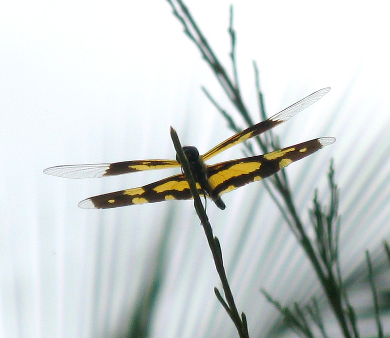  Libellules du Sud de l'Inde 3 : [Rhyothemis variegata) Wardragon6720