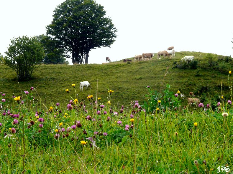 Les Hautes Combes par Jean-Pierre Bouvard - 4/11/2009 024