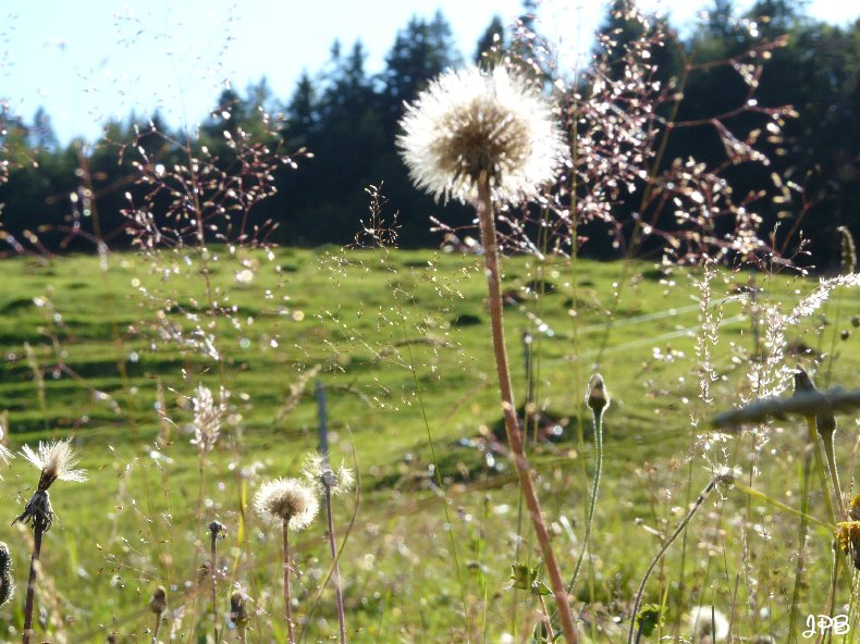 Les Hautes Combes par Jean-Pierre Bouvard - 4/11/2009 027