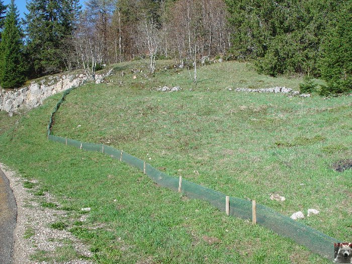 Les "Crapauducs" de la Combe du Lac - Lamoura (39) 0005