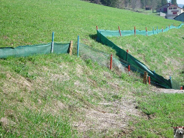 Les "Crapauducs" de la Combe du Lac - Lamoura (39) 0009