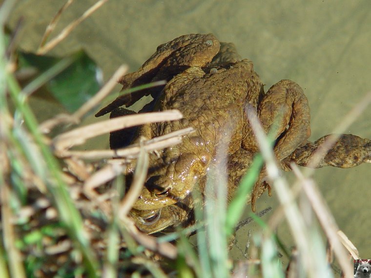 Les "Crapauducs" de la Combe du Lac - Lamoura (39) 0014