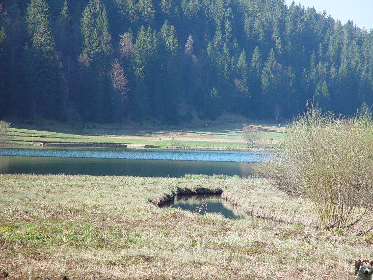 Les "Crapauducs" de la Combe du Lac - Lamoura (39) 0015