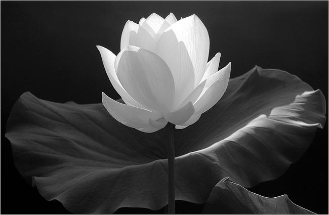 مشهد 2......... Lotus-flower-fade-to-black-image-1000