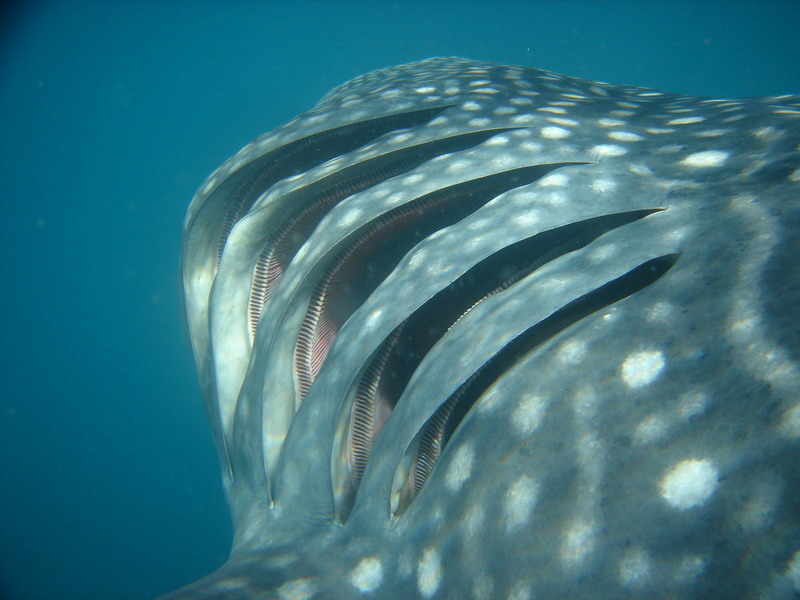 en parlant de requins ... DSC07269_redimensionner