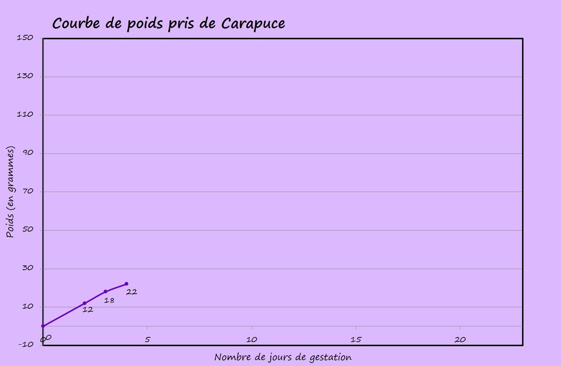 Portée CRV Carapuce x IND Timinus - Page 4 4804384_orig