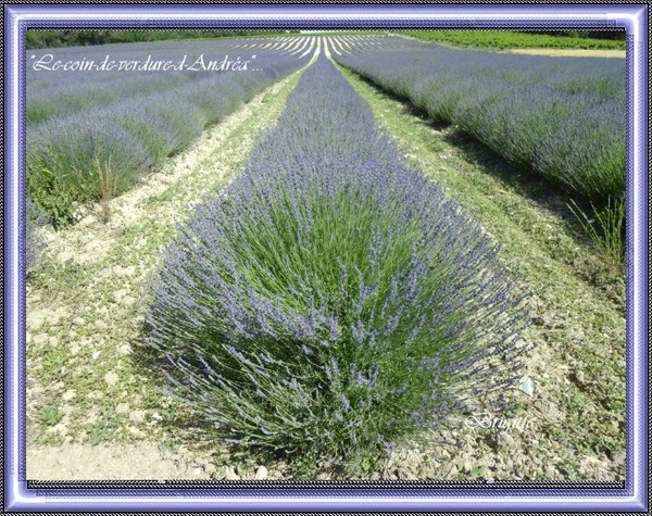 Les plantes de jardin et d'intérieur(un peu de tout) C0474ee6