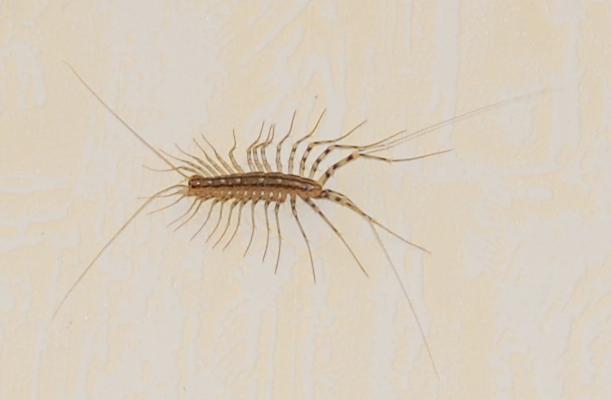 [Scutigera coleoptrata] Que de pattes mais qui est-ce? Insecte