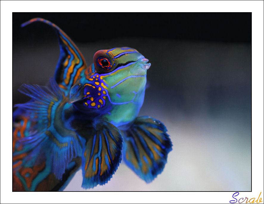 Vote 2eme Concours: Gros plan poisson  Synchiropus_splendidus