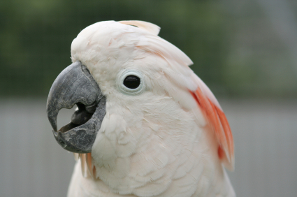 Some Bunnie Pics :)  Moluccan-cockatoo