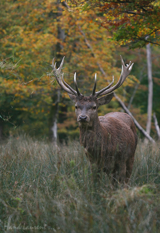 Le roi de la foret 2 BRAME2009_3