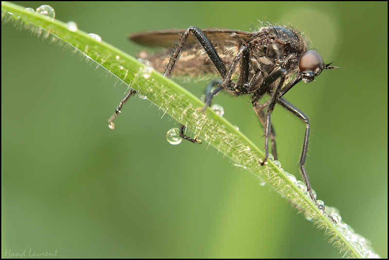 les moumouches Mouche_noire