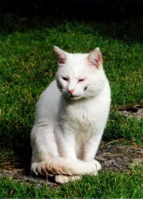 chat blanc Chat_blanc02