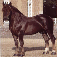 Equi'Hebdo IV Cob_normand