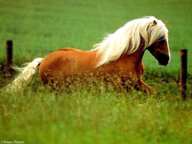 Sunny [Poney] Haflinger%20(2)