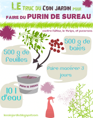 Rien ne presse pour semer les courges Purin-de-sureau