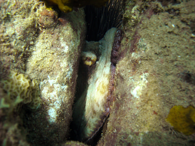 Sortie Pêche sous marine : Technique de l'agachon (1ère partie) Agachonphase107