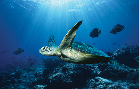 Fotografije morskih dubina Ocean-turtle