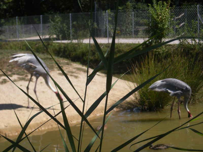 حديقة المنتدى   - صفحة 4 Parcdesoiseauxcanet029