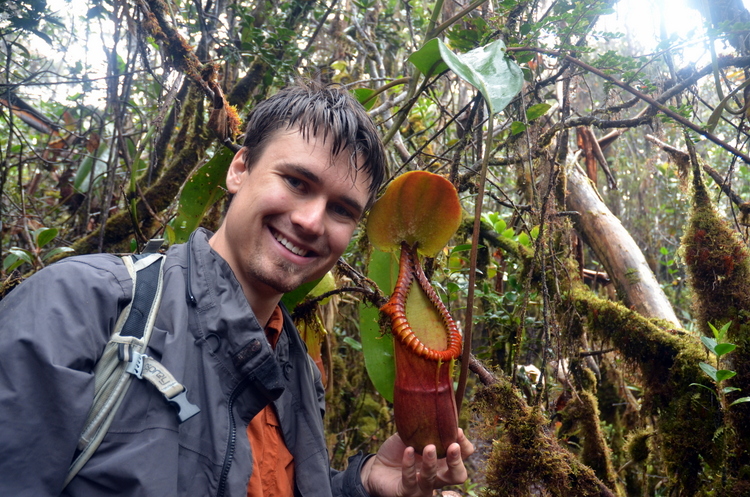 Nepenthes macrophylla 72-1-DSC_4095