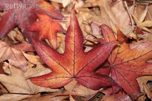 Image sur l'automne Automne