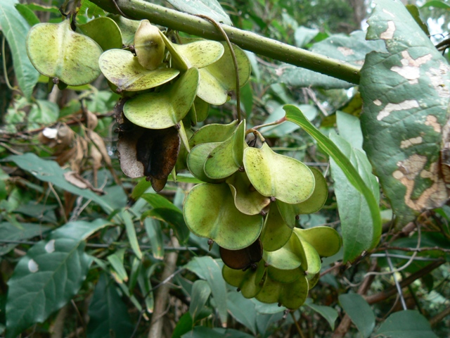 TÌNH YÊU CÂY CỎ ĐV 8  - Page 77 Dioscorea-transversa1